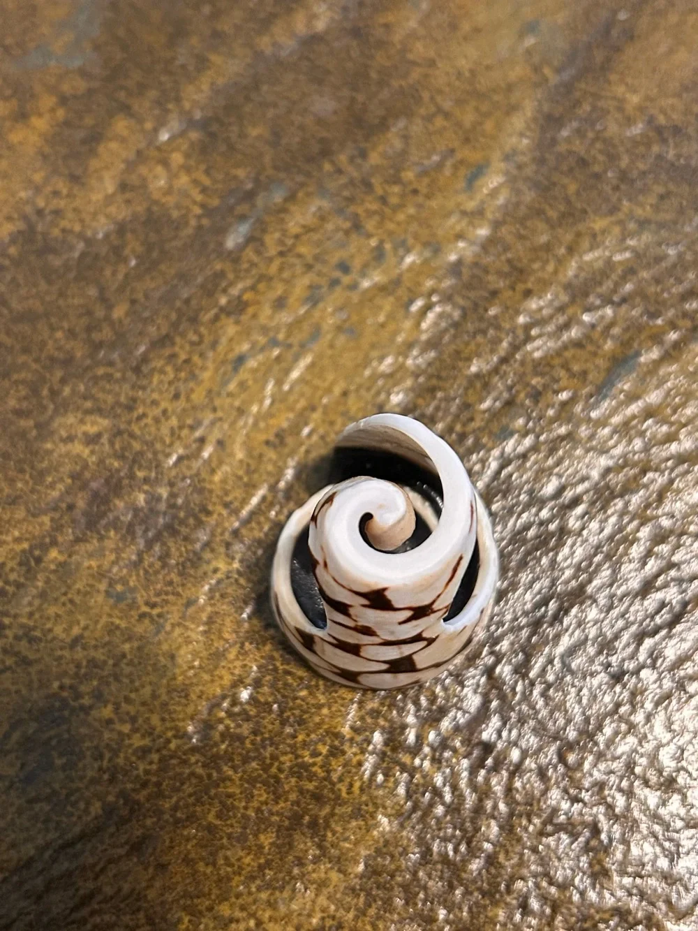 Vintage & Unique Ring - Seashell 🐚 side 8